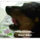 black_o_cachorro_que_fala_nao