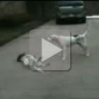 cachorro_fingese_de_morto_muito_convincentemente