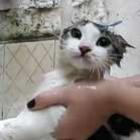 gata_fala_que_banho_e_ruim_