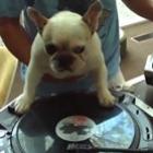 o_cachorro_que_queria_ser_dj