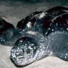 dermochelys_coriacea_a_gigantesca_tartarugadecouro