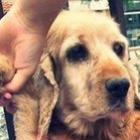 diga_nao_aos_maus_tratos_com_animais