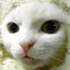 encontre_o_gatinho_nessa_foto_