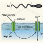 mecanismo_molecular_da_fecundacao
