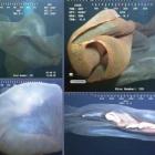 criatura_misteriosa_nas_profundezas_do_oceano_