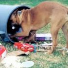 seu_cachorro_come_lixo_saiba_como_evitar