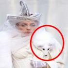 Lady Gaga causa polêmica ao usar raposa branca morta como cachecol