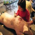 na_china_loja_faz_sucesso_ao_fazer_tatuagem_em_porcos