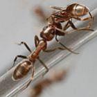 Por que as formigas carregam suas companheiras mortas?