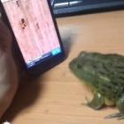 um_sapo_e_um_ipad_ja_viu