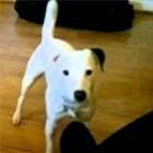coitado_do_cachorro