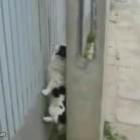 spider_dog