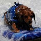 Campeonato de surf canino