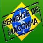 Site Brasileiro vende Semente de Maconha