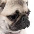 cachorro_louco_por_limpador_de_parabrisas