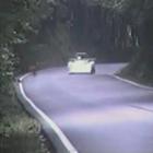 veado_consegue_voar_antes_de_ser_atropelado