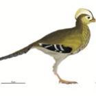 descoberto_o_menor_fossil_de_dinossauro_do_mundo