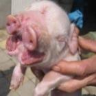 porquinha_comilona_de_2_focinhos