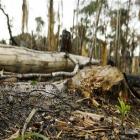 Texto do Código Florestal chega ao Planalto e Dilma tem 15 dias para vetar