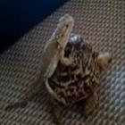 lagarto_folgado_pega_carona_com_tartaruga