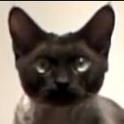 gato_especialista_em_assaltar_geladeira