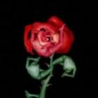 19_fotos_de_flores_feitas_de_poses_humanas