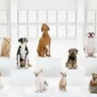 star_dogs