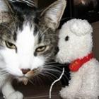eterna_briga_entre_cao_e_gato