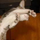 voce_conhece_o_gato_do_ken_e_do_riu_