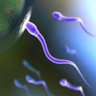Como os óvulos atraem o esperma?