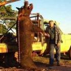 veja_alguns_animais_bizarrosgigantes_capturados