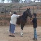 aprenda_toda_arte_de_como_nao_montar_em_um_cavalo