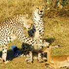 a_amizade_entre_animais_de_especies_diferentes_50_imagens