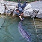 _peixe_gigante_de_104_quilos_e_capturado_na_china