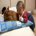 videos engraçados menino brinca com cauda do gato