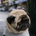 fotos_de_filhotes_tristes_para_partir_seu_coracao