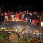 A besta das Filipinas - Foi capturado um crocodilo com mais de 6 metros