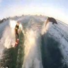 Golfinhos são flagrados praticando wakesurfing