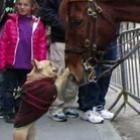 cachorro_dorgando_com_o_cavalo