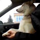 Cachorro só anda de carro de mãos dadas com o motorista