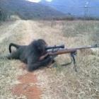 Insurgentes do Talibã treinam macacos com fuzil AK-47 para a guerra