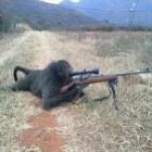 insurgentes_do_taliba_treinam_macacos_com_fuzil_ak47_para_a_guerra