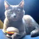 hamburguer_para_os_gatinhos
