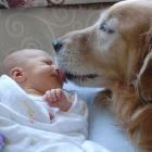 ensine_seu_bicho_a_nao_ter_ciumes_do_bebe