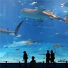 o_maior_aquario_do_mundo