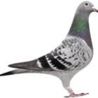 Curiosidades sobre os pombos que você provavelmente não sabia
