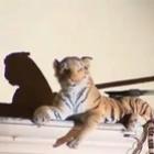 resgate_de_tigre_fail