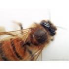 camera_do_iphone_se_transforma_em_microscopio