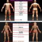 a_anatomia_humana_segundo_o_sexo_oposto