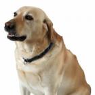 conte_sua_historia_com_seu_cachorro_e_seja_capa_de_revista